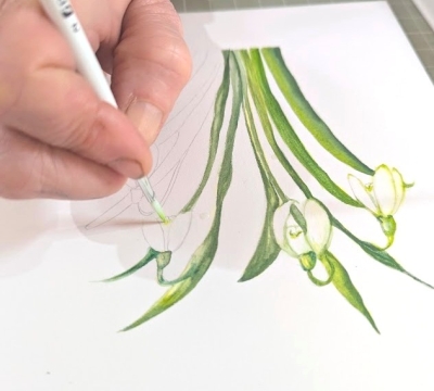 March - Adventures in Nature using Watercolour  . . . . . . . Thursday pm's ~ with Lis Bramwell